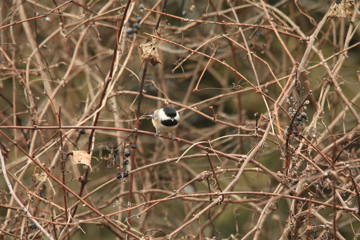 Black-capped Chickadee - ML612313830