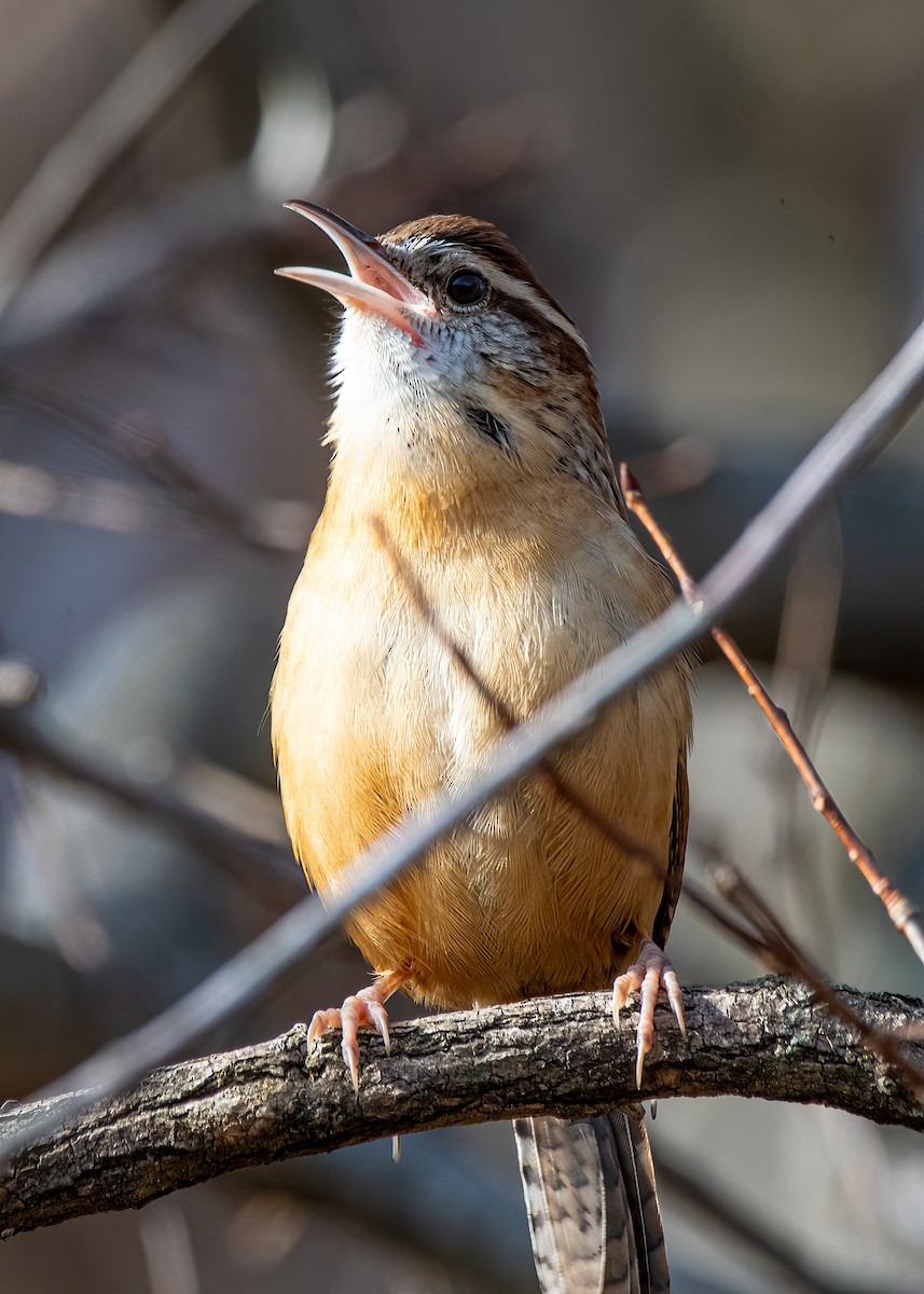 Carolina Wren - Michael Sciortino