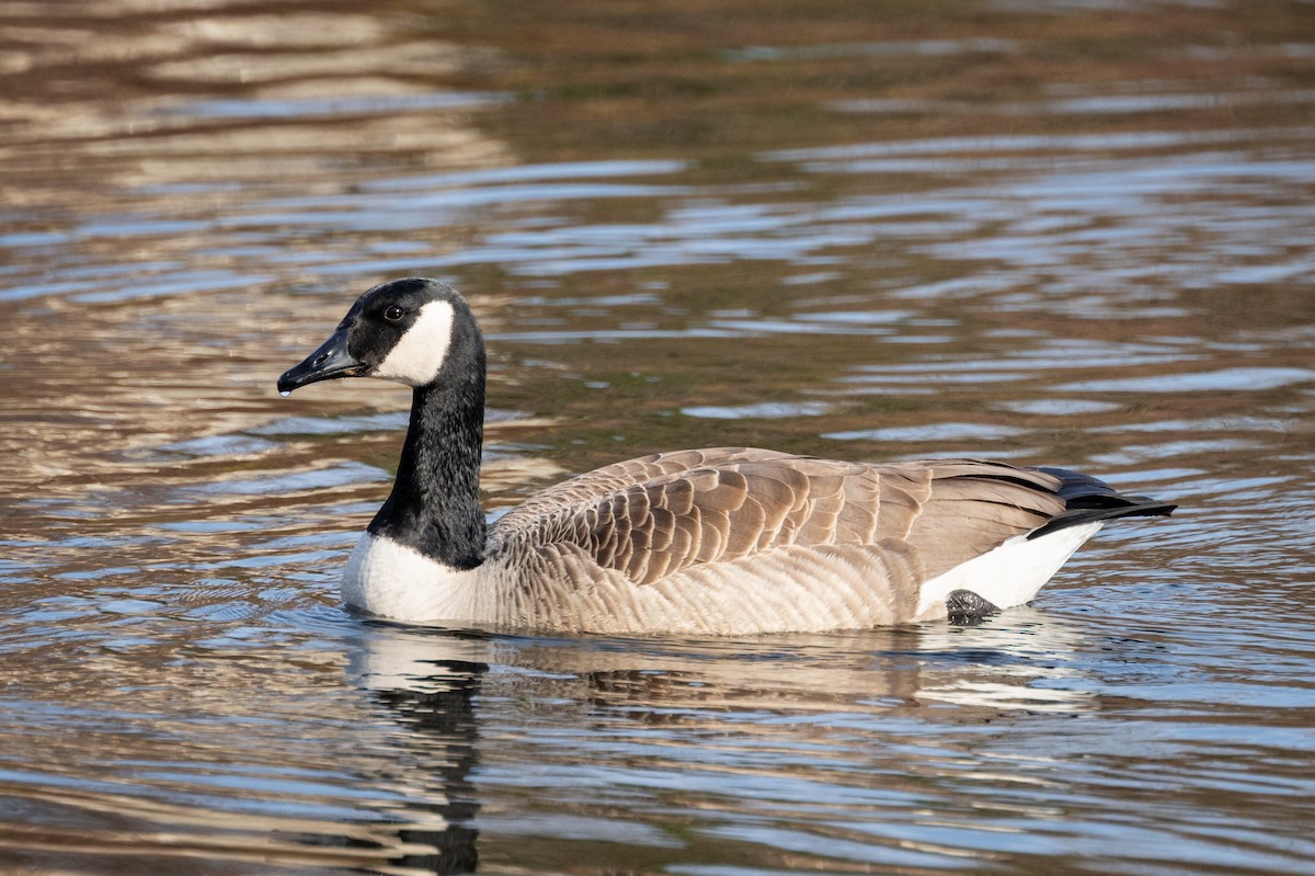 Canada Goose - ML612313873