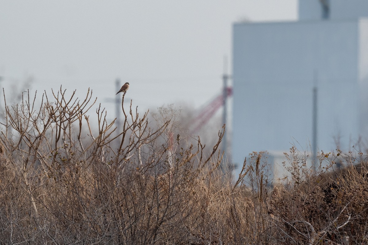 American Kestrel - ML612314046