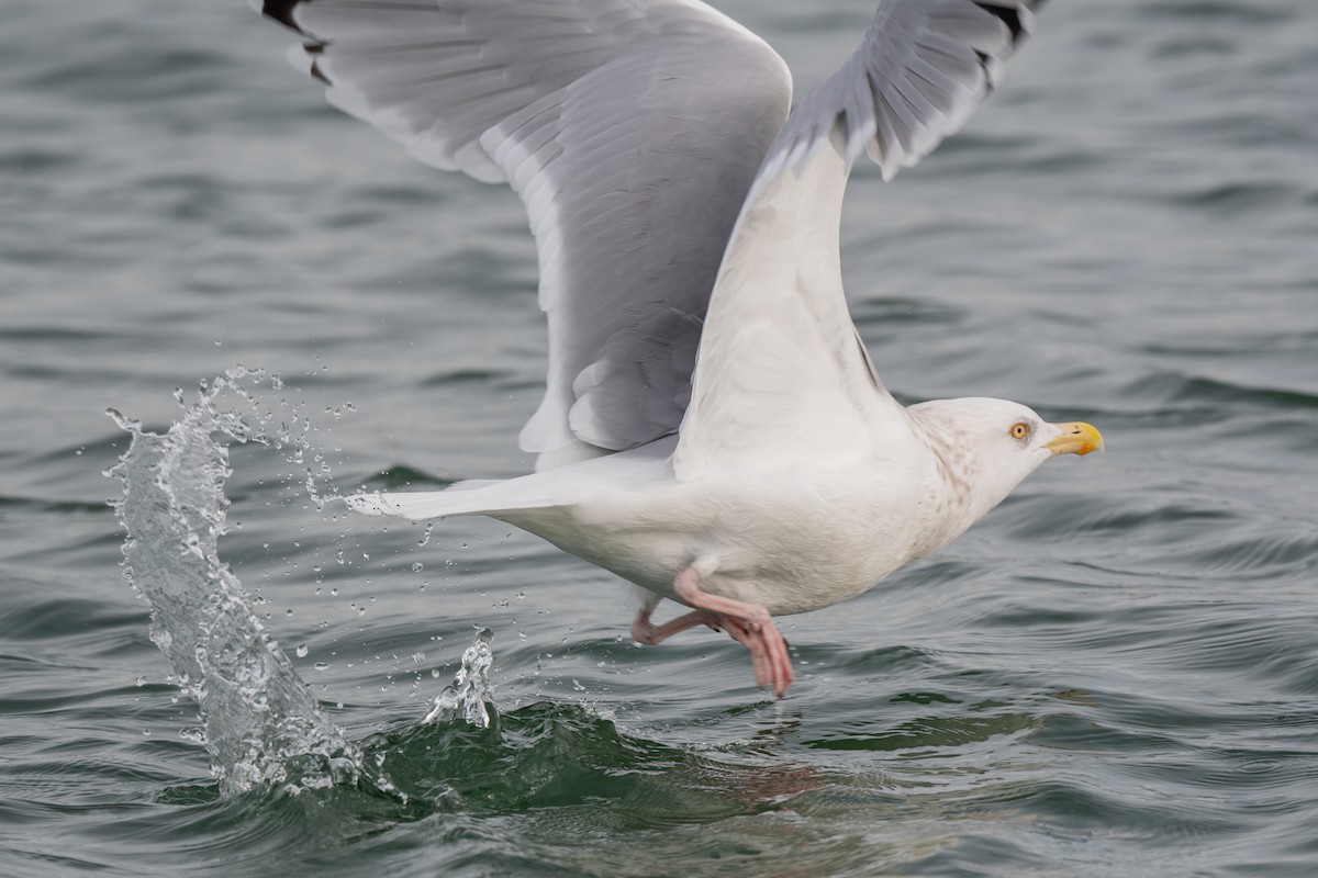 Herring Gull - ML612314049