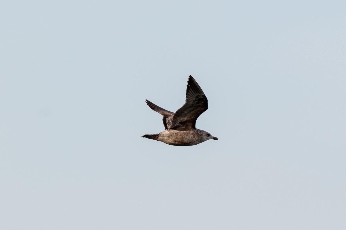 Herring Gull - ML612314058