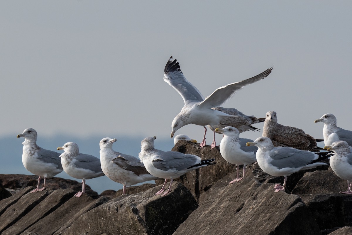 Herring Gull - ML612314059