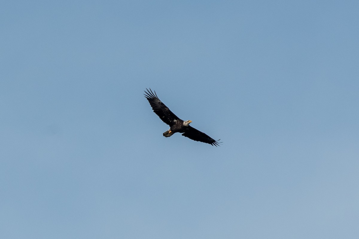 Bald Eagle - ML612314064