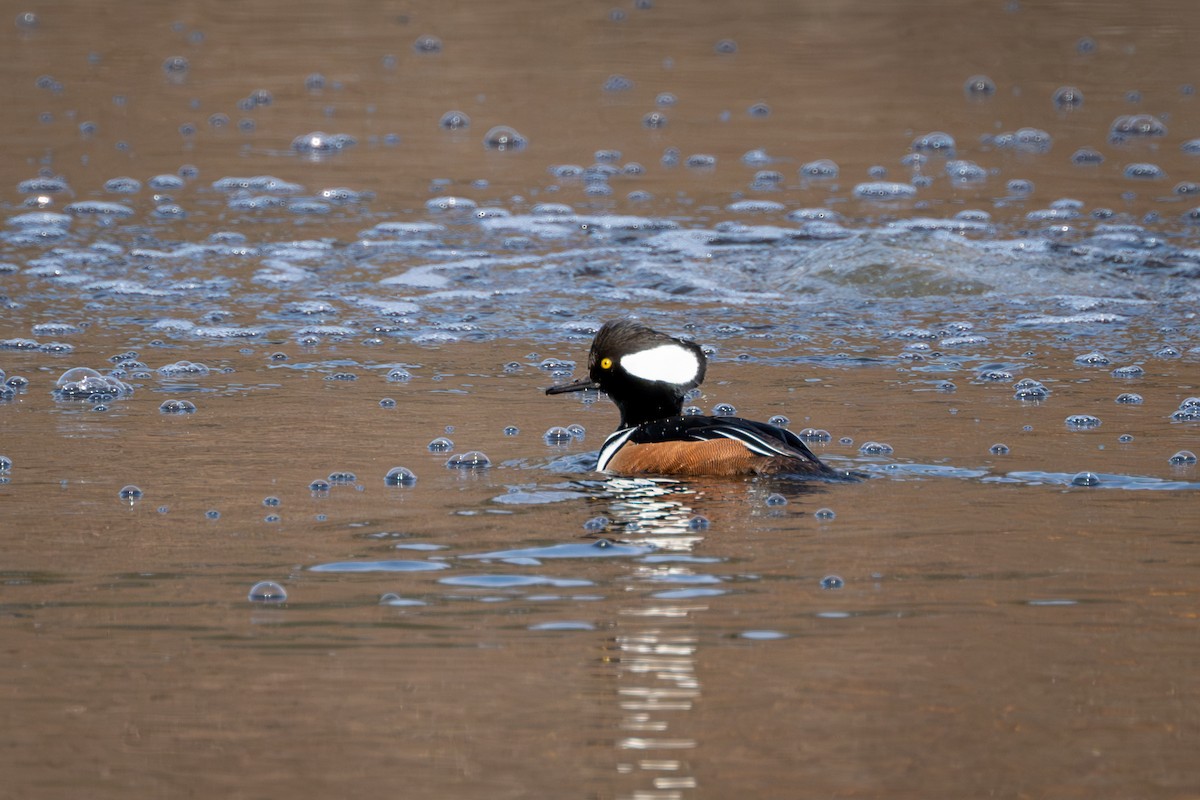 Hooded Merganser - ML612314067