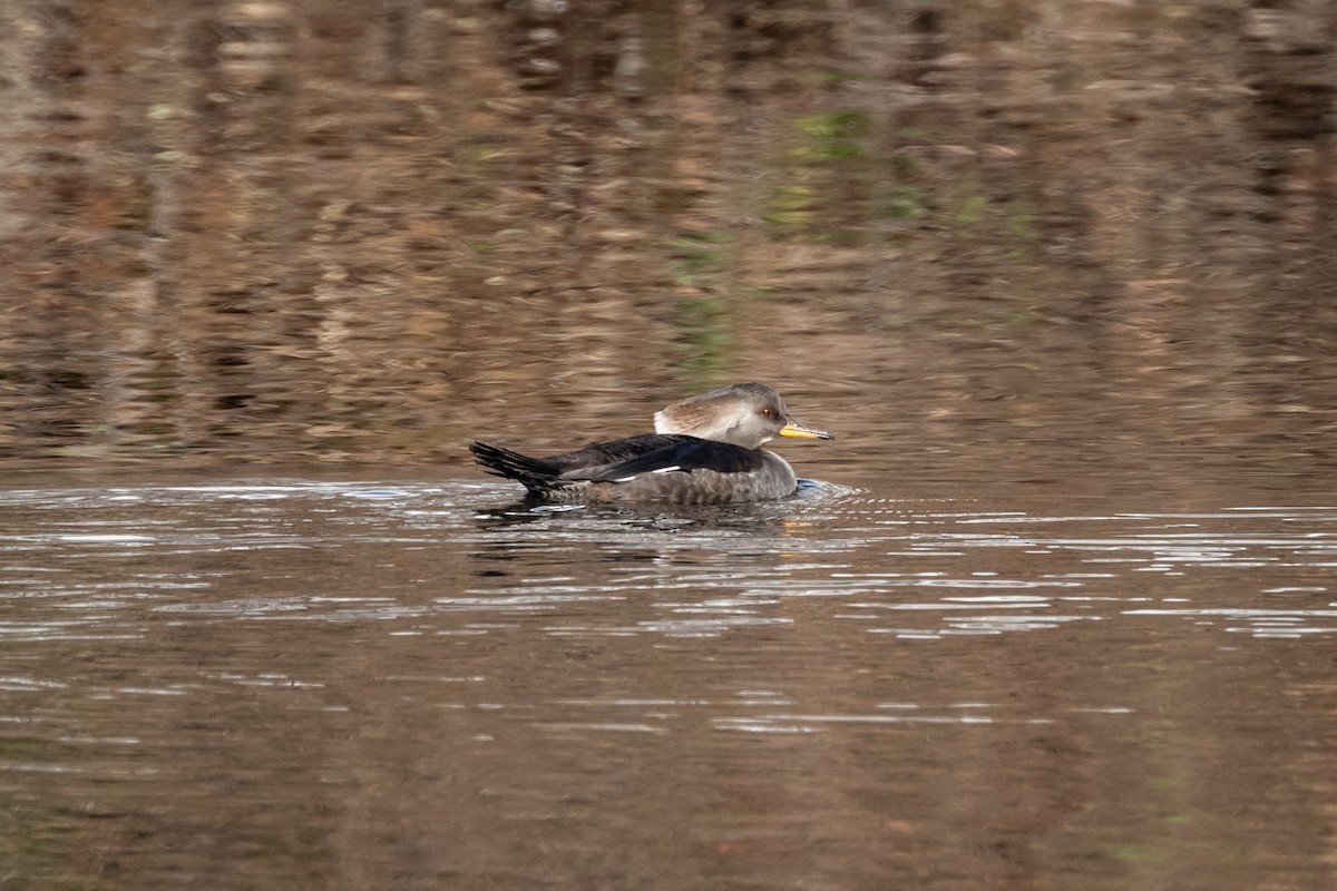 Hooded Merganser - ML612314068