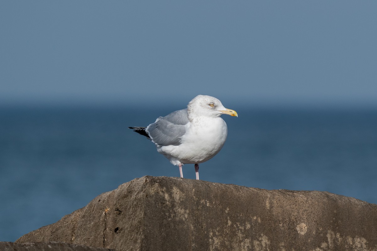 Herring Gull - ML612314085