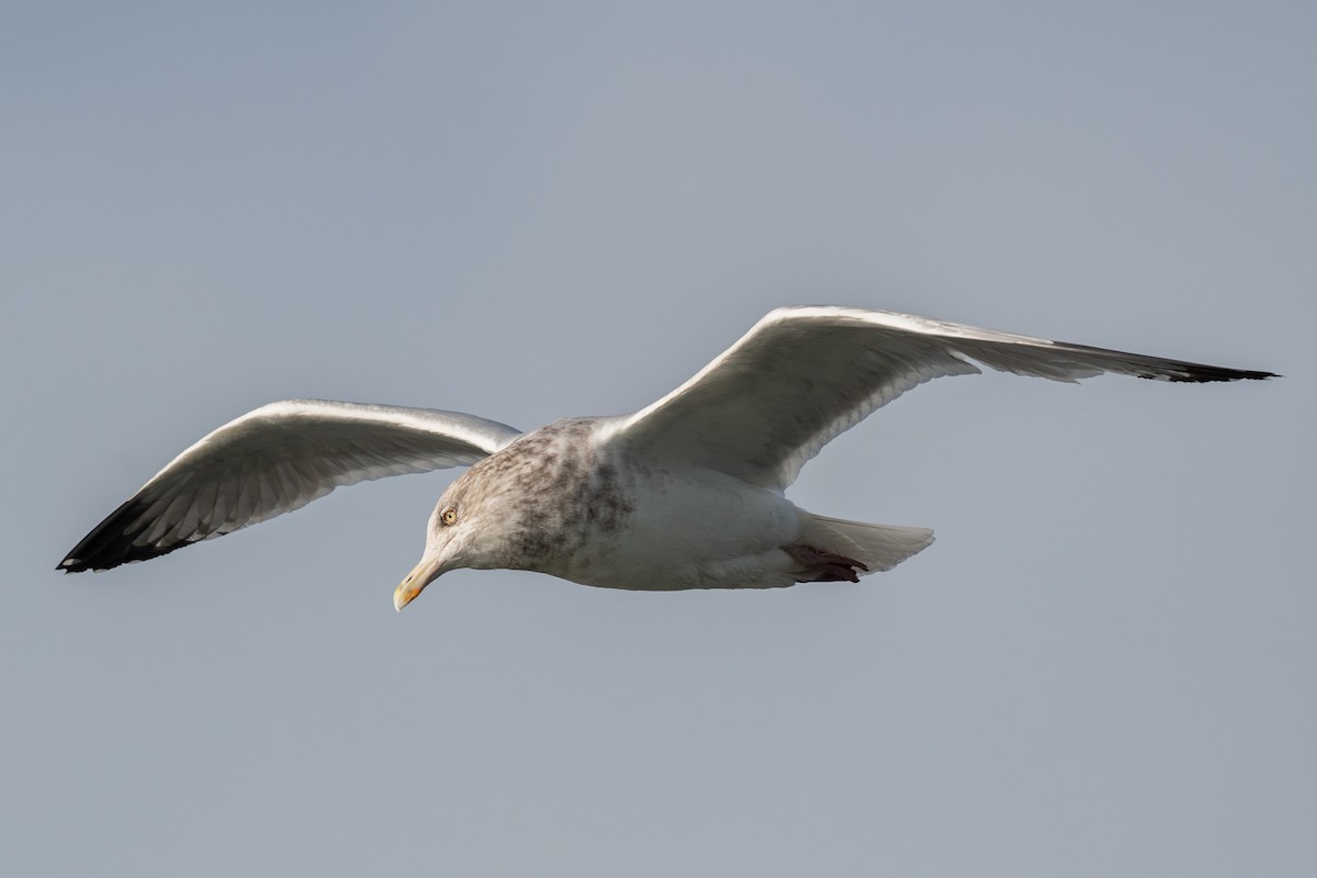 Herring Gull - ML612314086