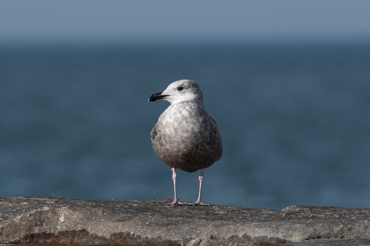 Herring Gull - ML612314088