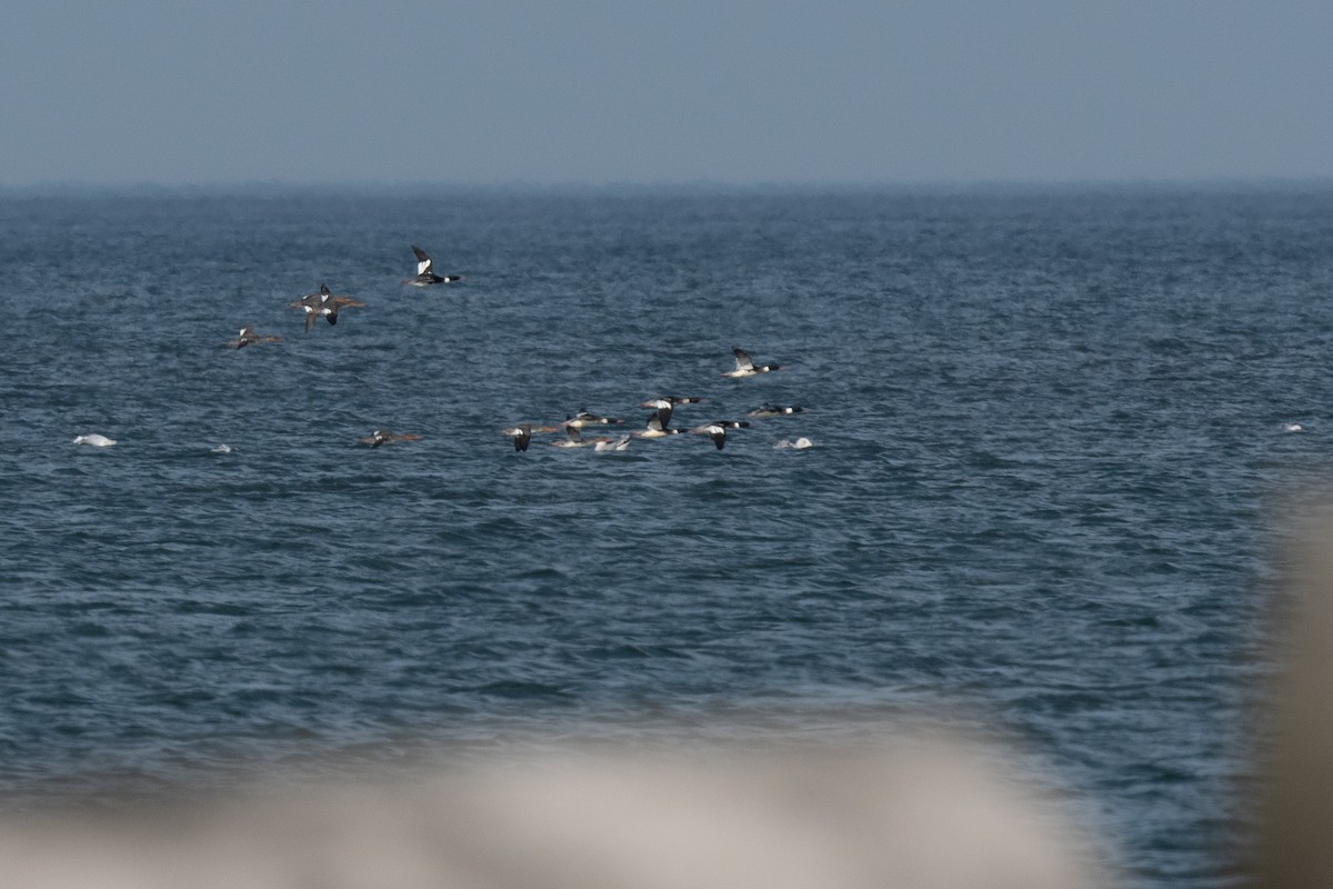 Red-breasted Merganser - ML612314094