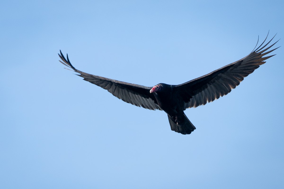 Turkey Vulture - ML612314123