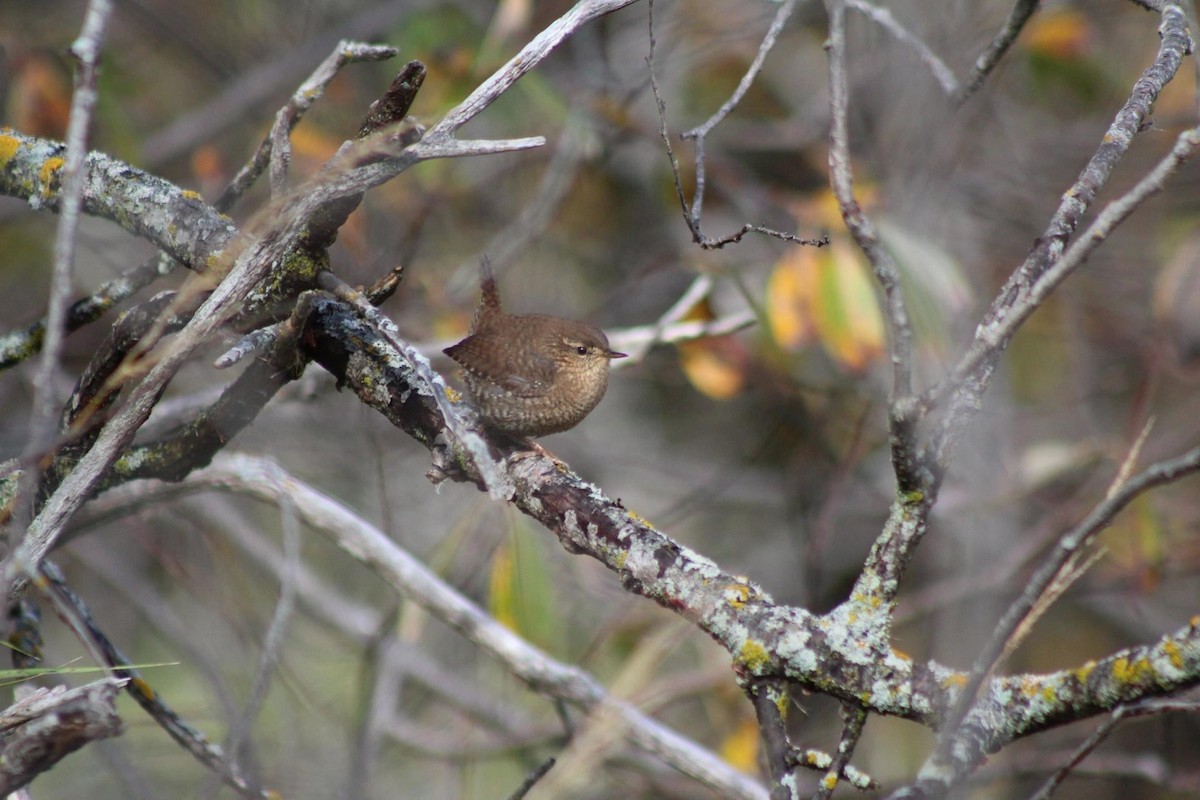 Winter Wren - ML612314126