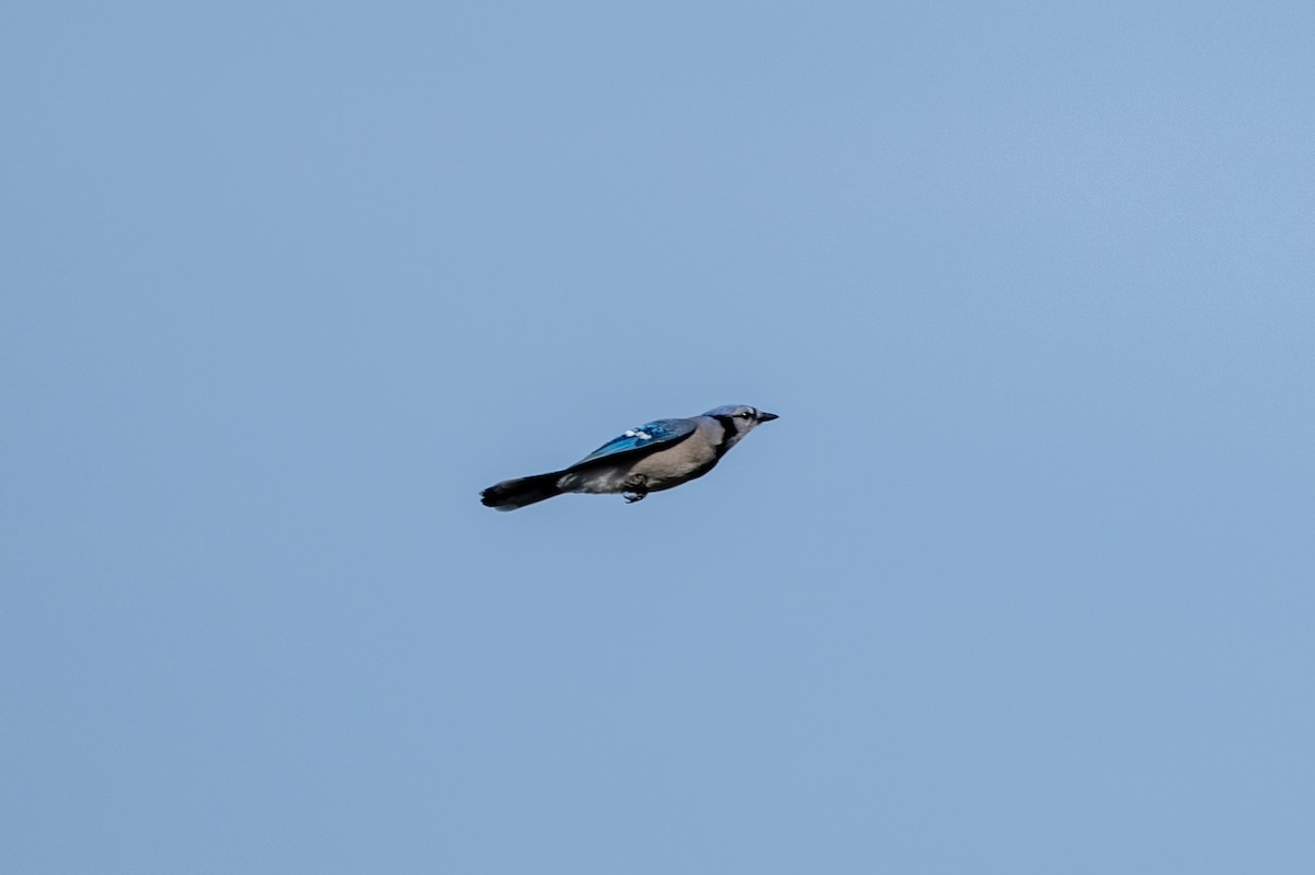 Blue Jay - ML612314136