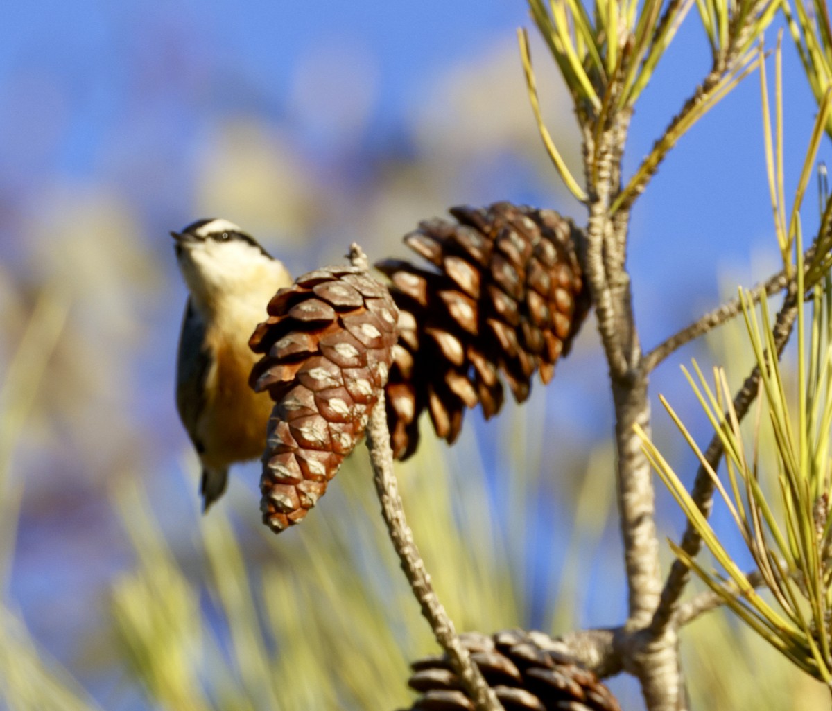 Red-breasted Nuthatch - ML612314157