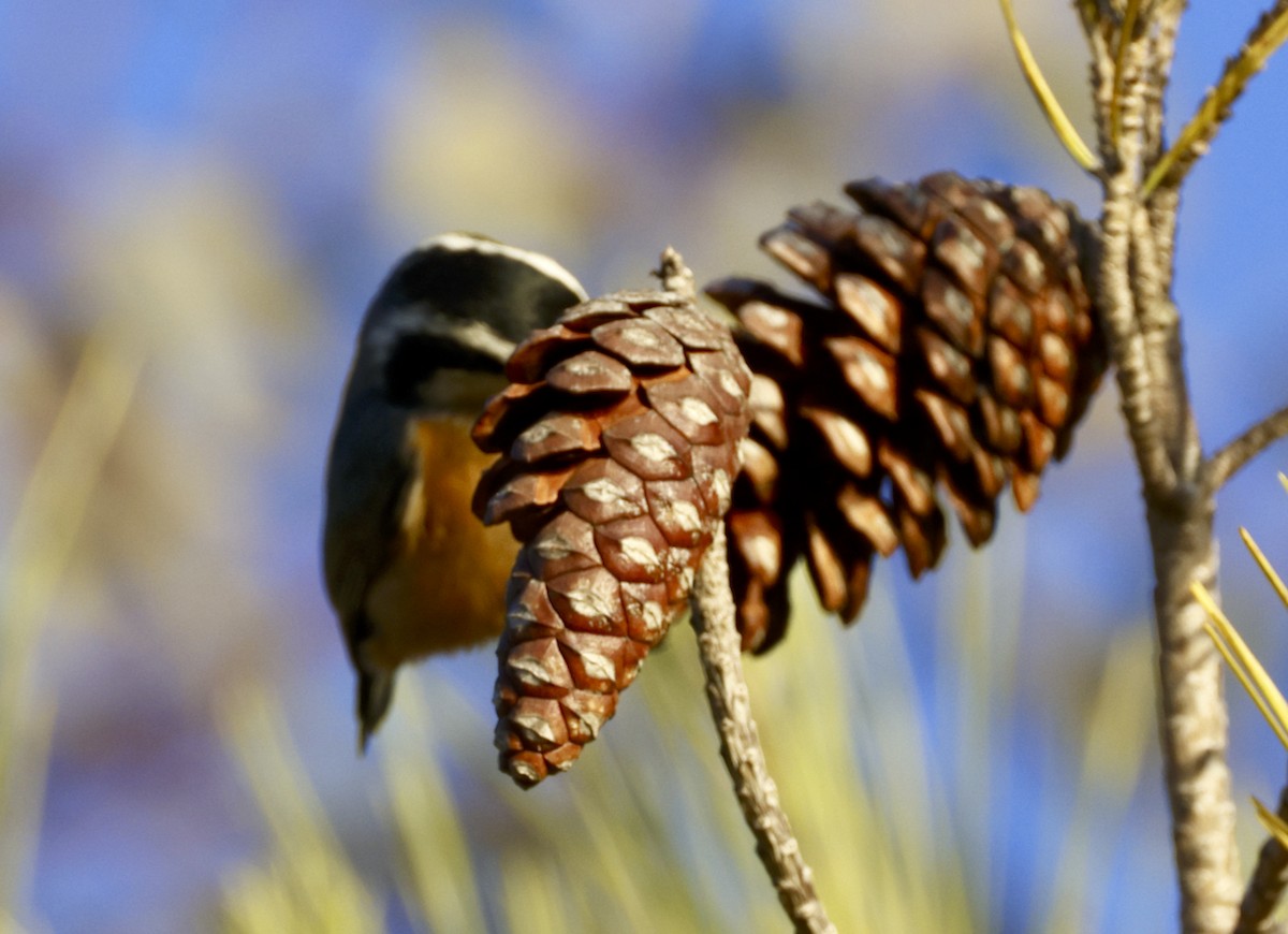 Red-breasted Nuthatch - ML612314158