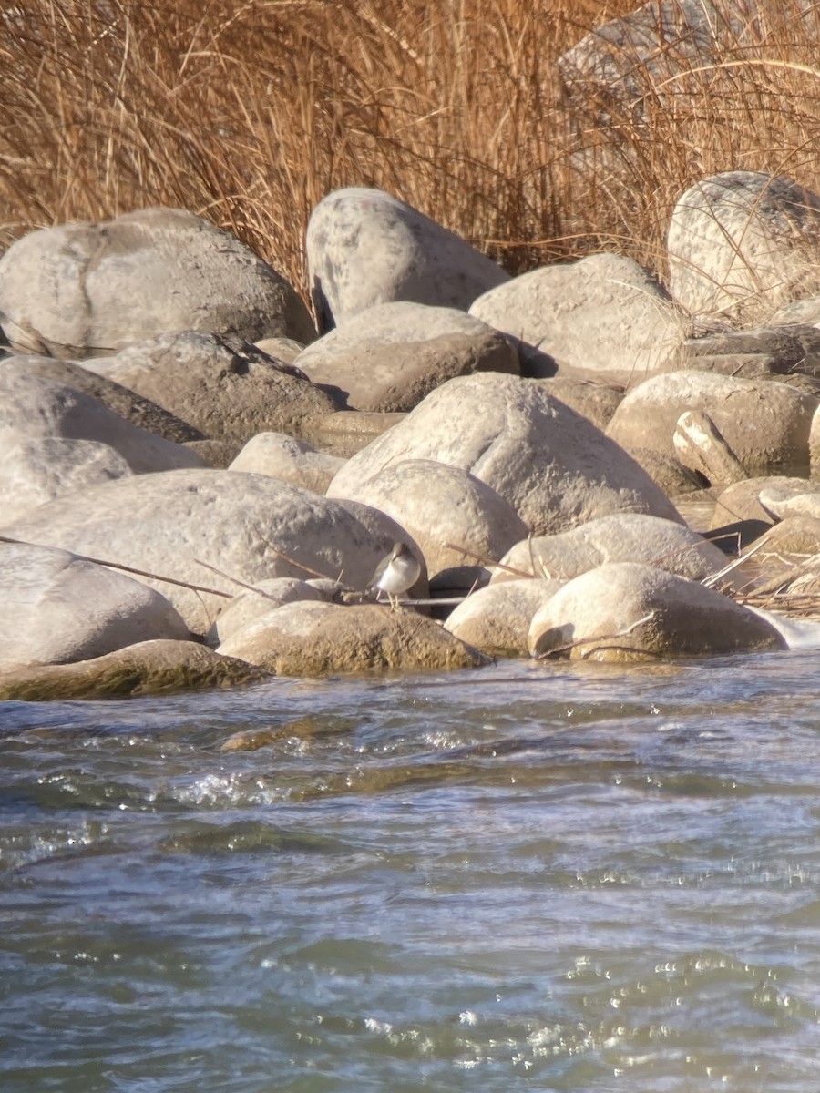 pisík americký - ML612314166