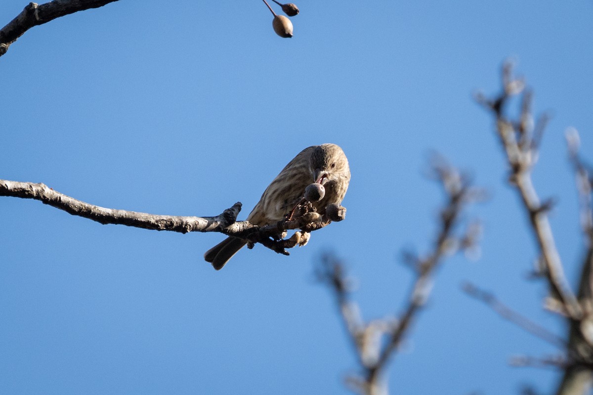 House Finch - Brian Fleming