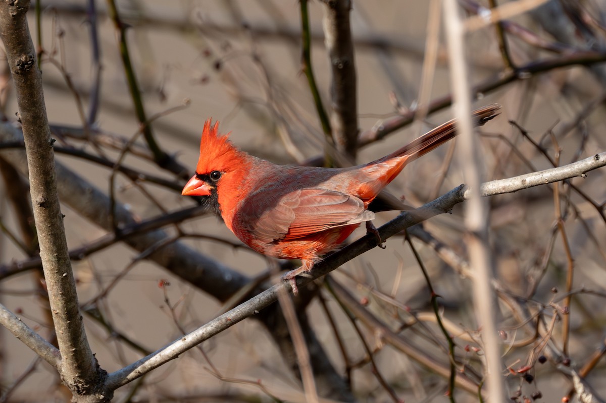 Northern Cardinal - ML612314214