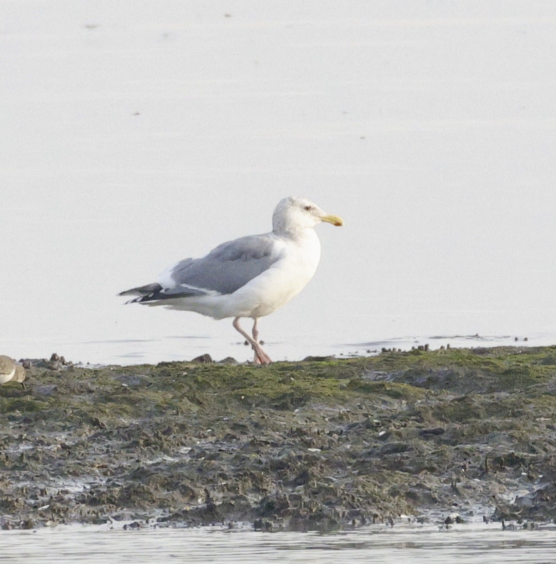 American Herring Gull - ML612314218