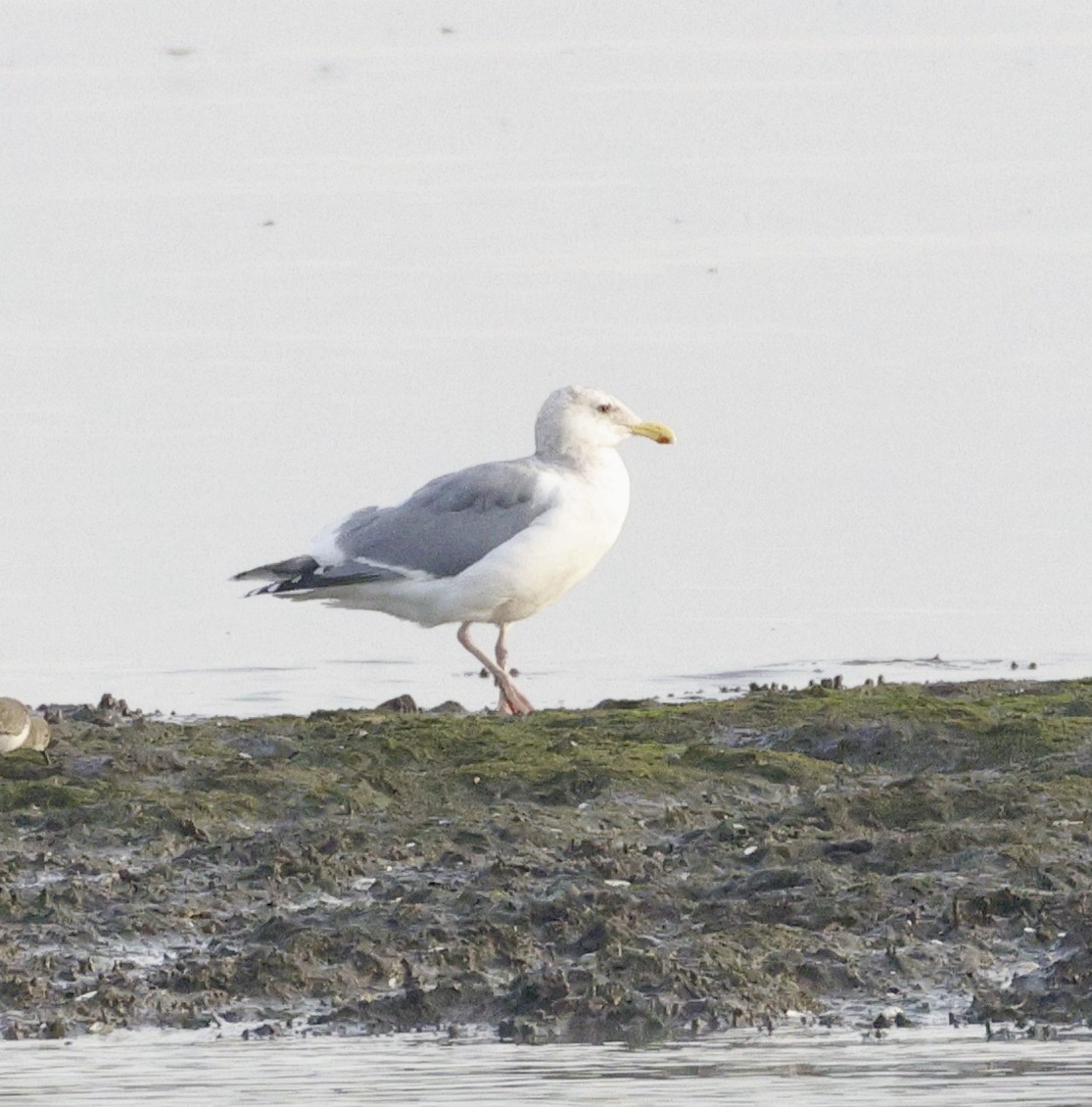 Gaviota Argéntea - ML612314218