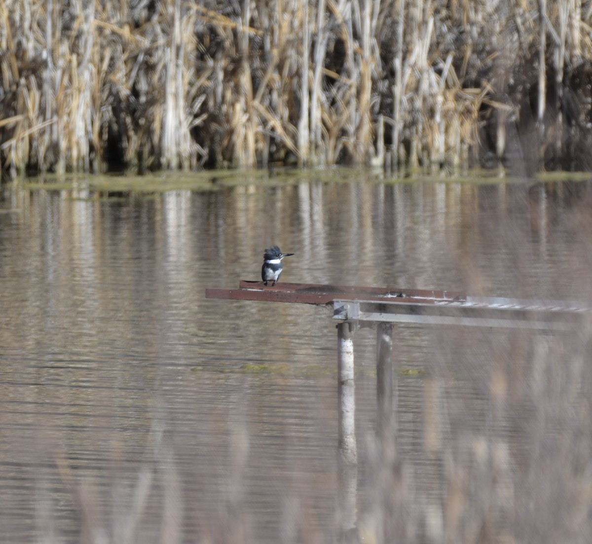 Belted Kingfisher - Robert Walling