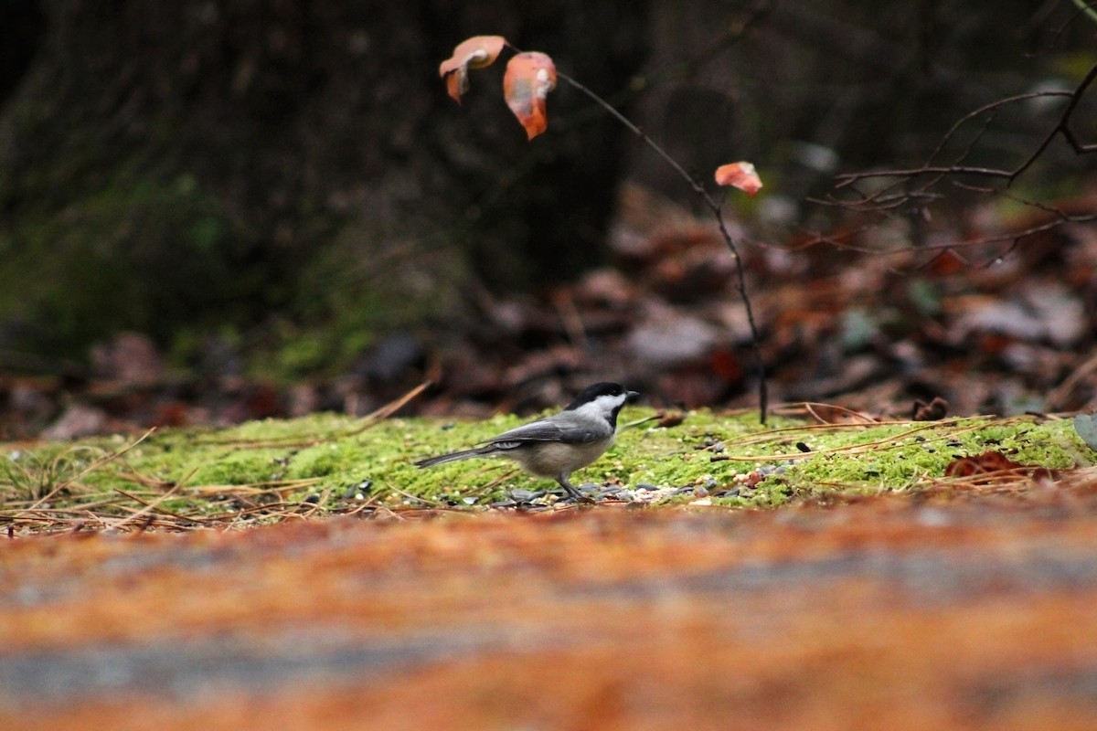 Carolina Chickadee - ML612314358