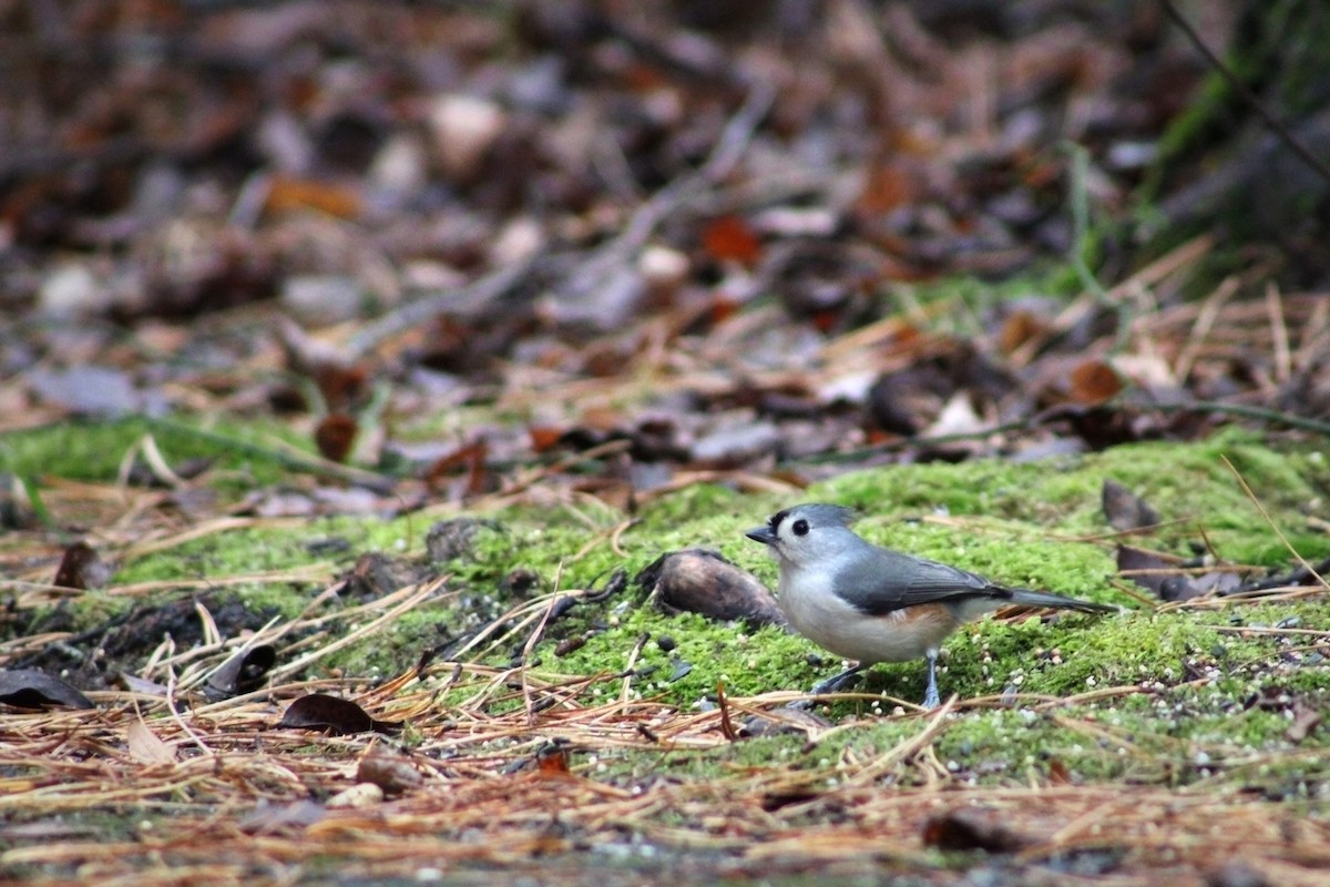 Tufted Titmouse - ML612314389