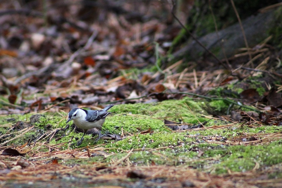 White-breasted Nuthatch - ML612314394