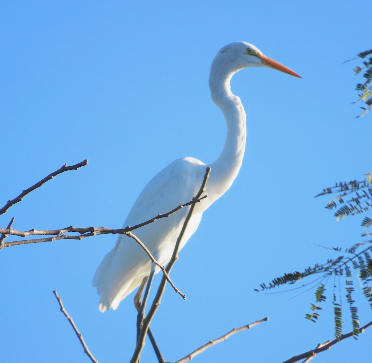 Great Egret - Alfredo Correa