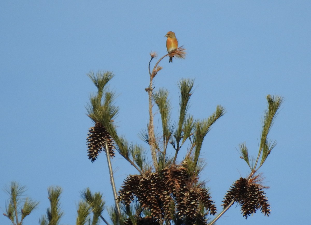 Red Crossbill - ML612314438