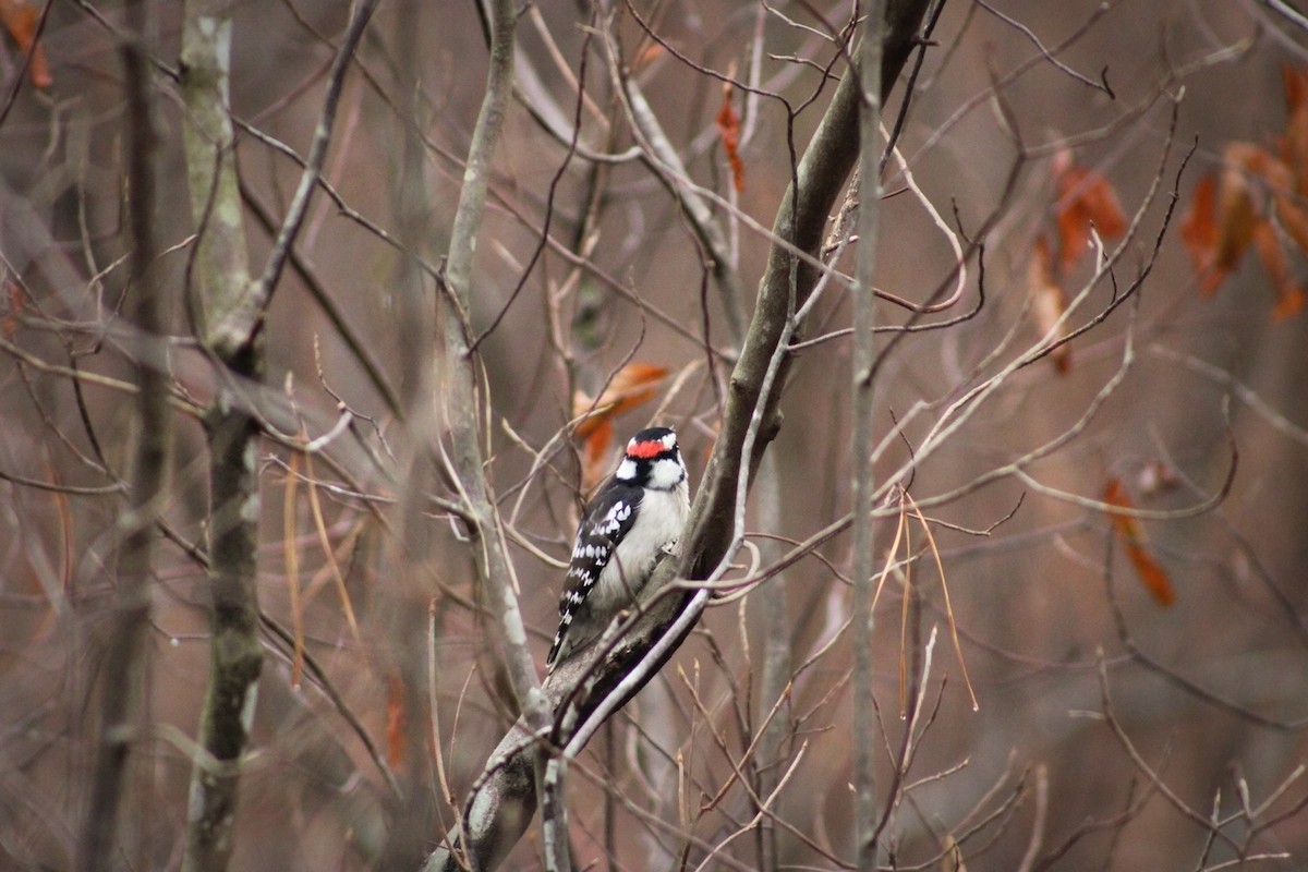 Downy Woodpecker - ML612314441