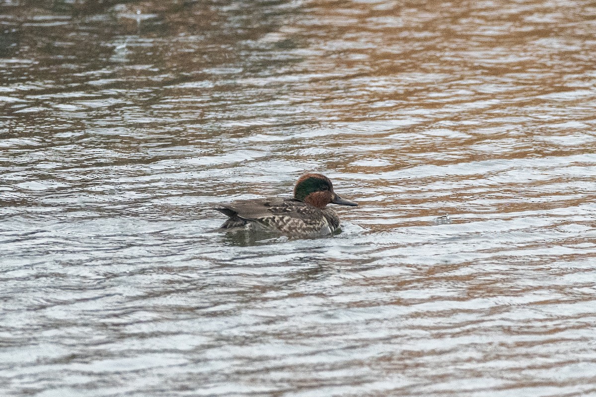 Green-winged Teal - Kevin Powers