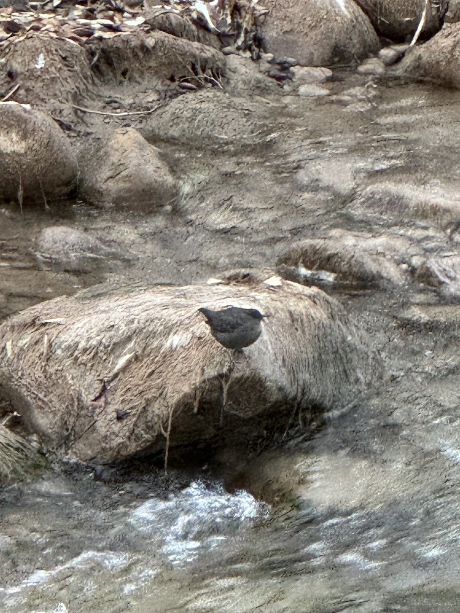 American Dipper - Brian Peck
