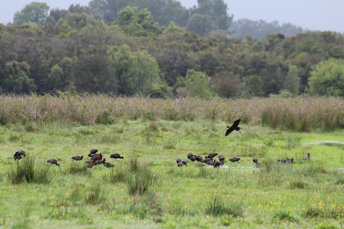 White-faced Ibis - ML612314682