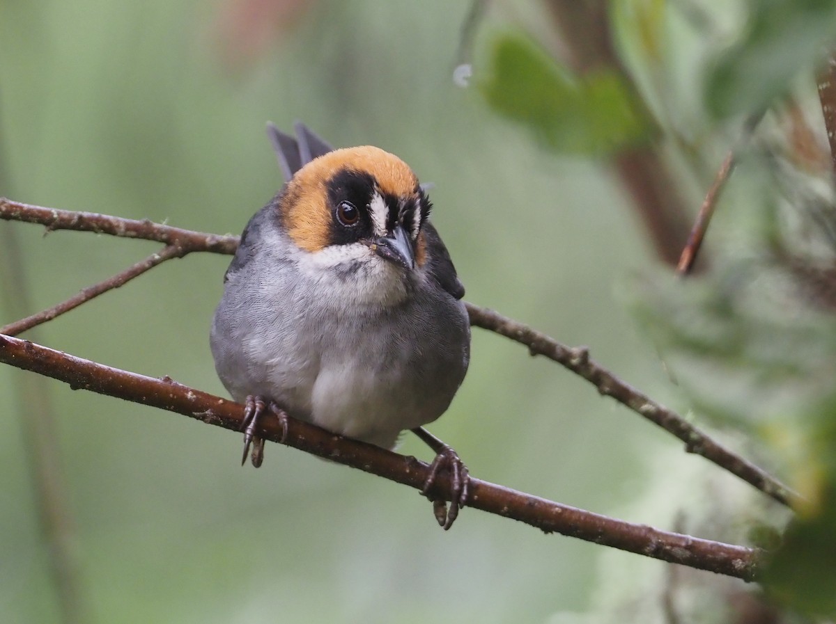 Black-spectacled Brushfinch - ML612314692