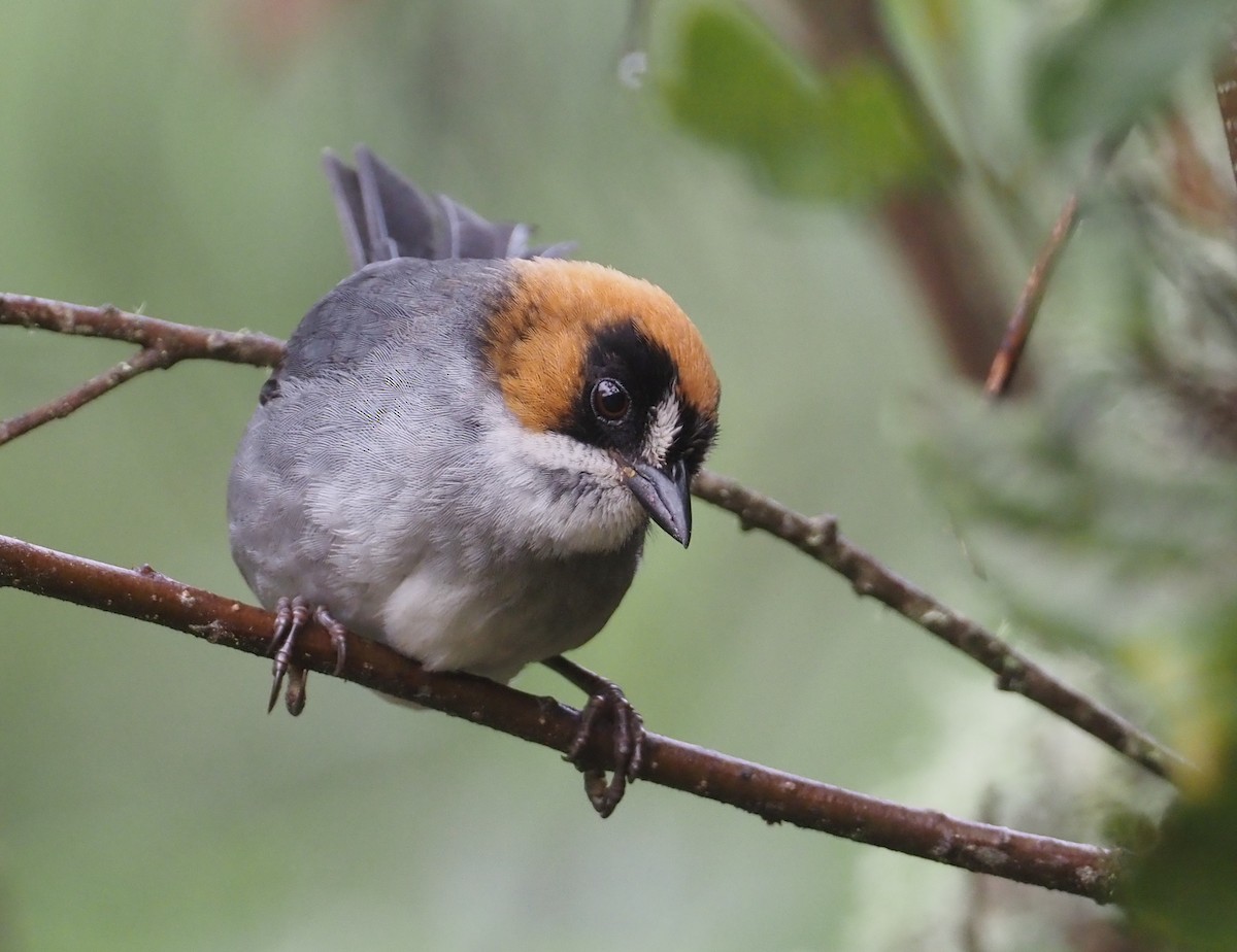 Black-spectacled Brushfinch - ML612314707