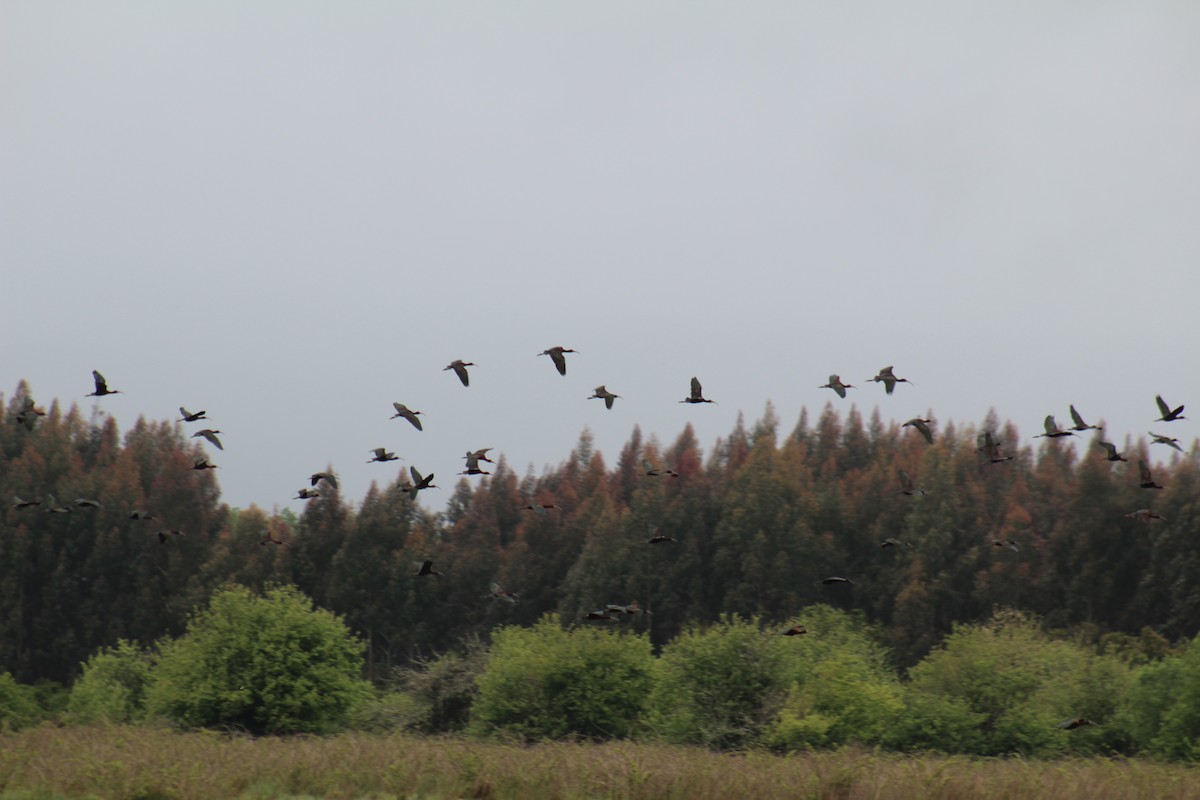 White-faced Ibis - ML612314749