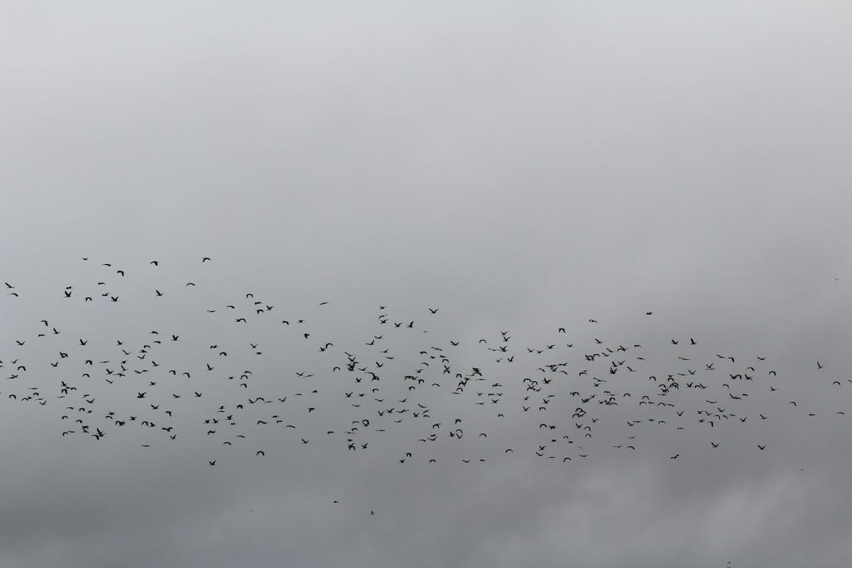 White-faced Ibis - ML612314750