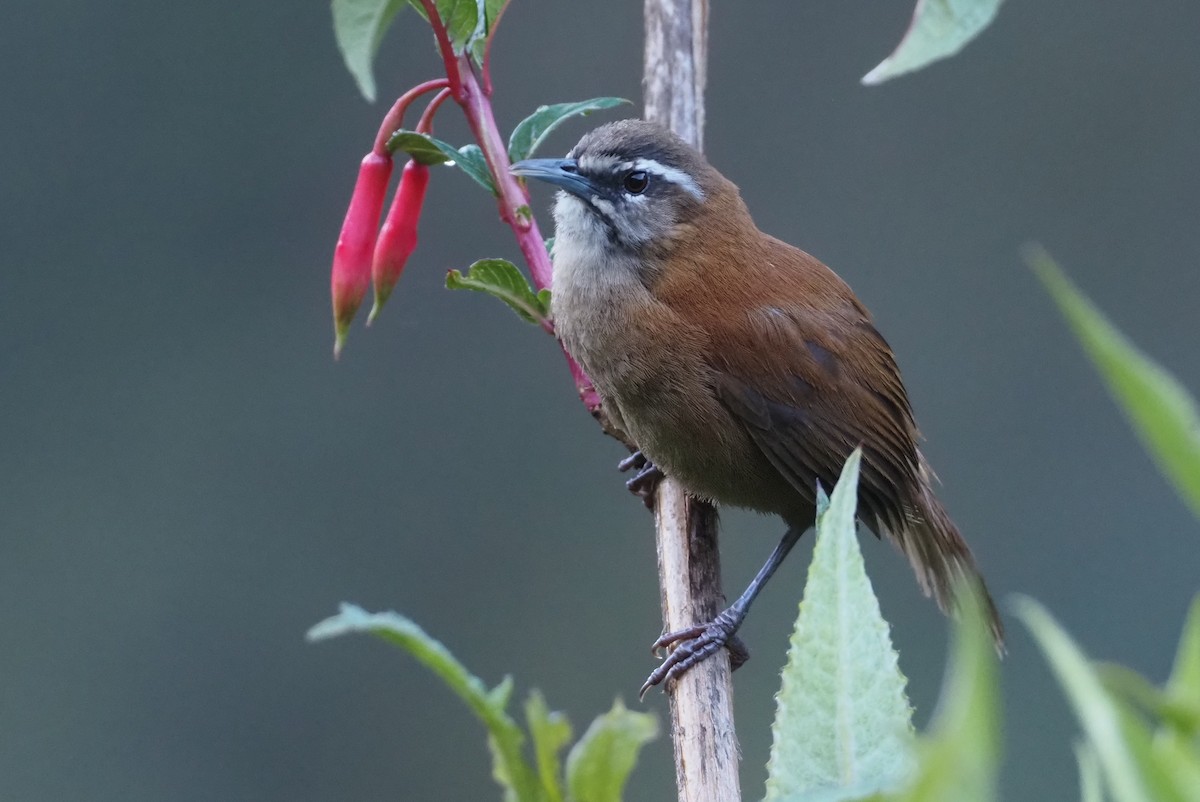 Mantaro Wren (undescribed form) - ML612314766