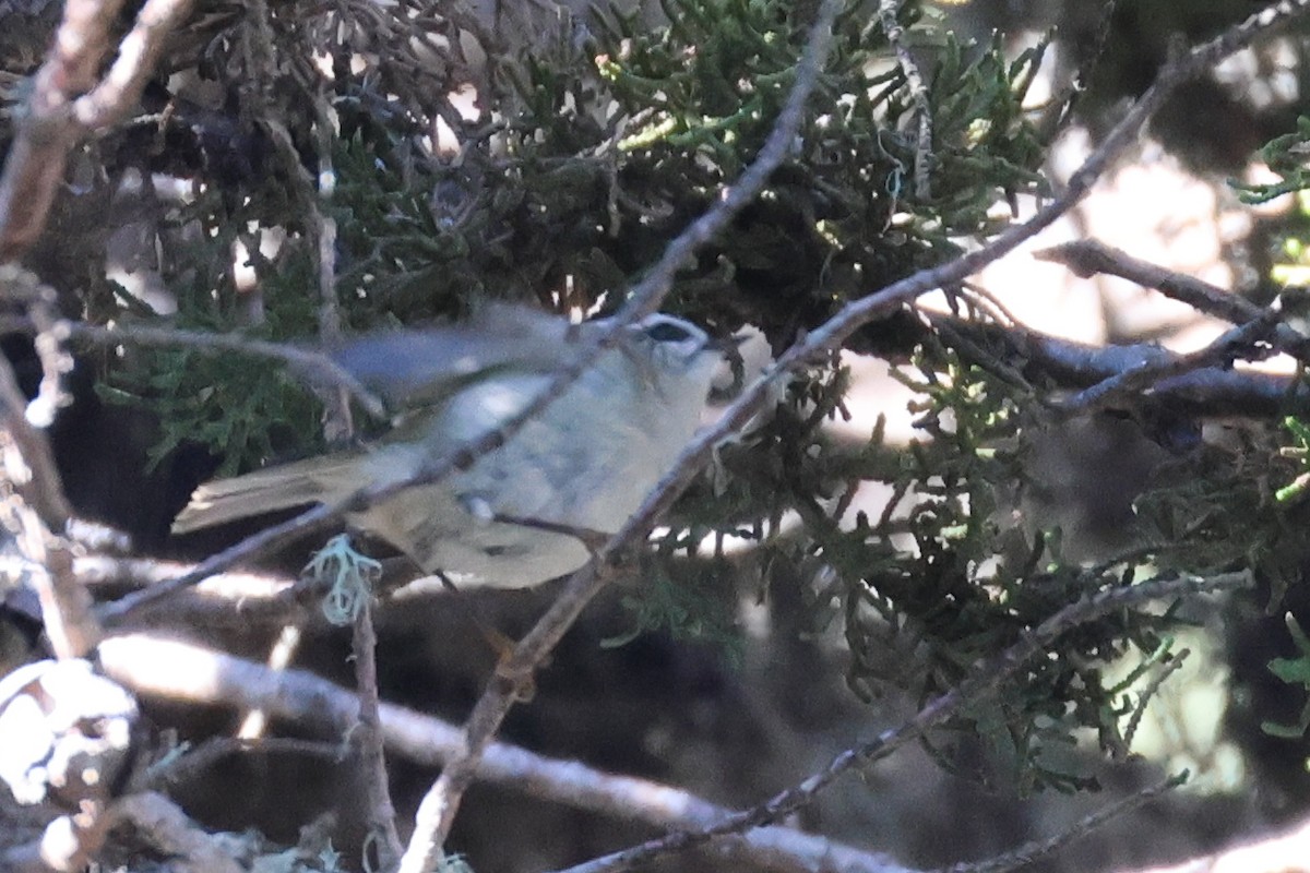 Golden-crowned Kinglet - ML612314772