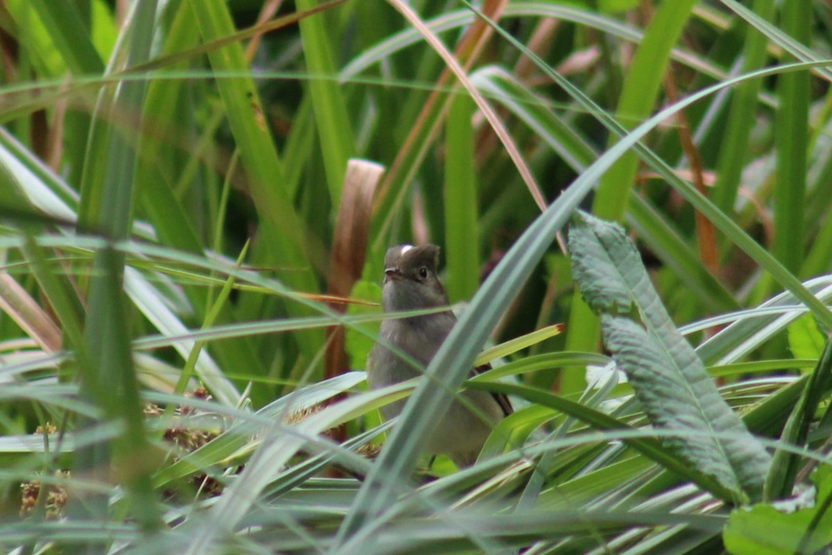 White-crested Elaenia - ML612314774