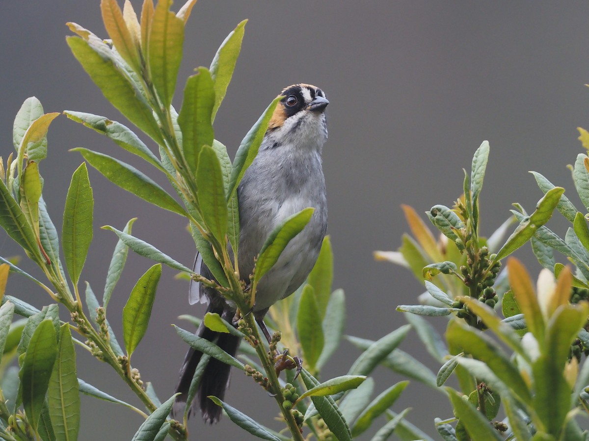 Black-spectacled Brushfinch - ML612314812