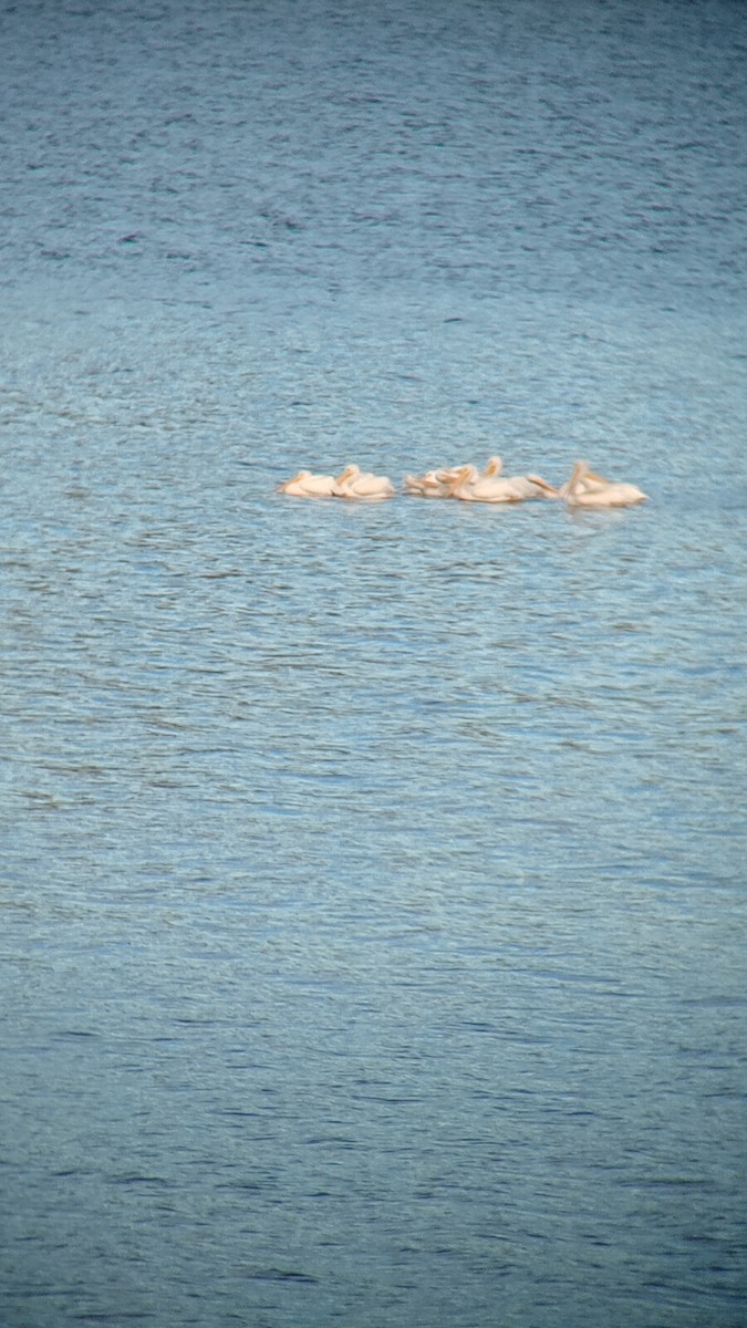 American White Pelican - ML612314828