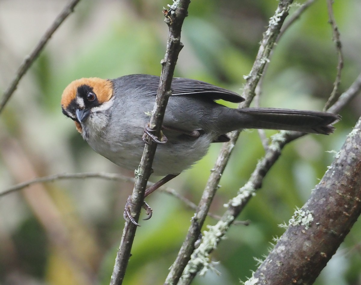 Black-spectacled Brushfinch - ML612314862