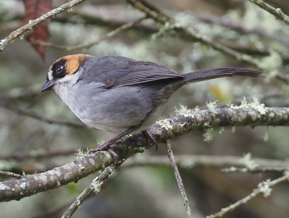 Black-spectacled Brushfinch - ML612314921