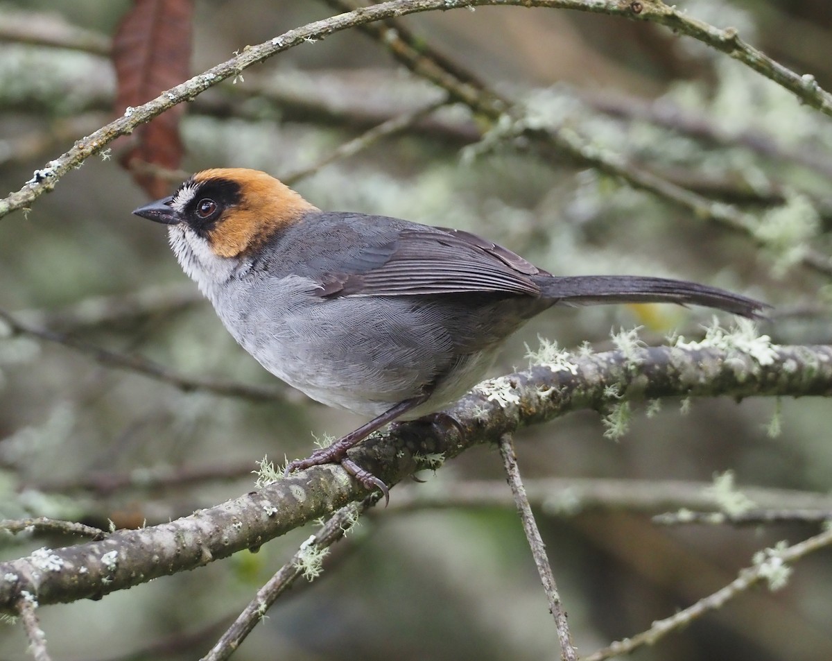 Black-spectacled Brushfinch - ML612314964