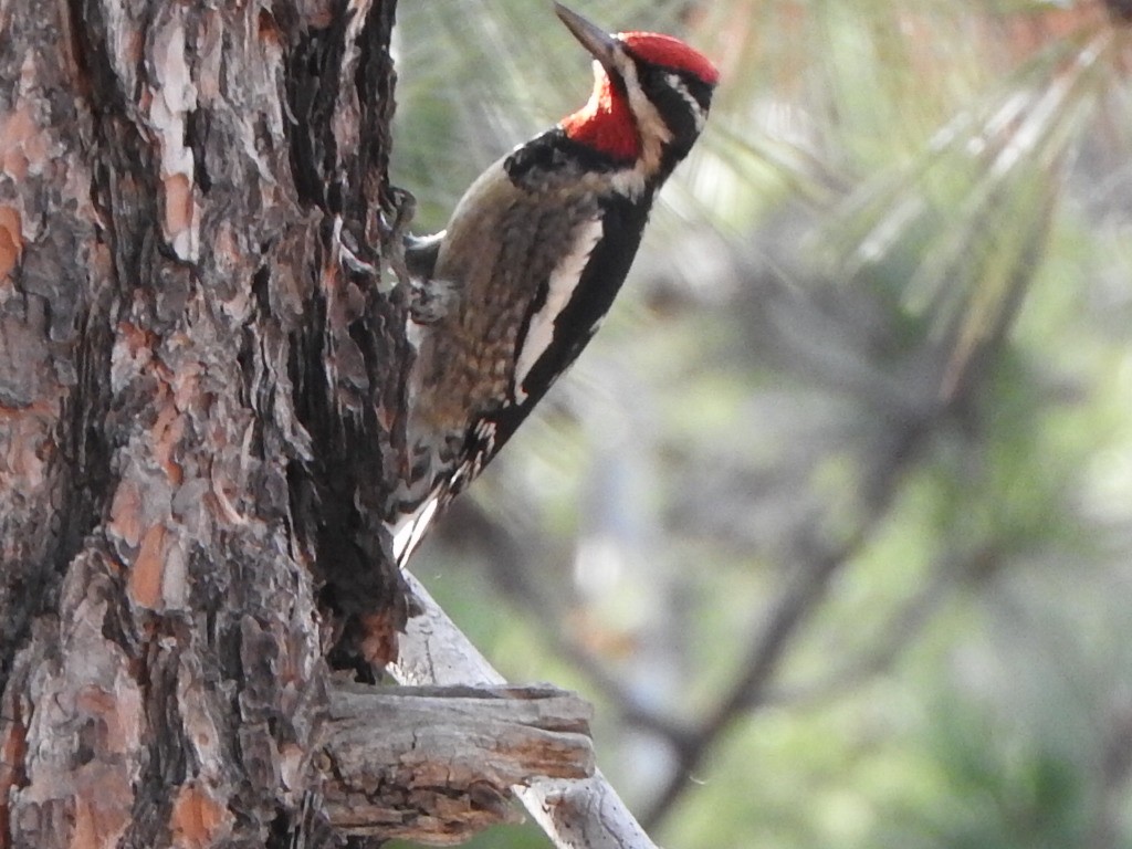 Red-naped Sapsucker - ML612315011