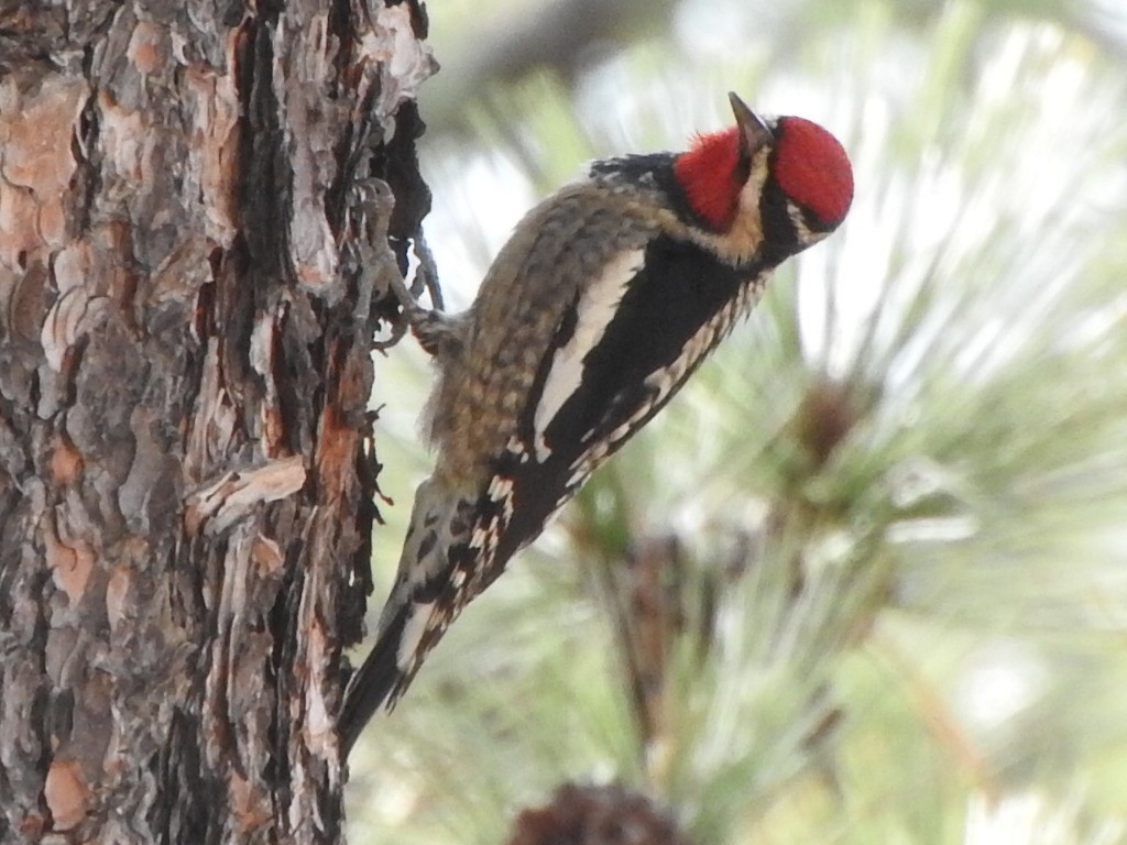 Red-naped Sapsucker - ML612315012