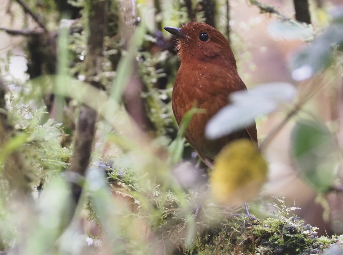 Oxapampa Antpitta - ML612315017