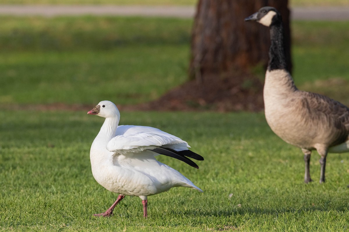 Ross's Goose - ML612315032